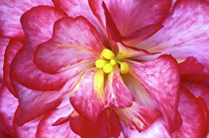 Pedal: Pink dahlia detail