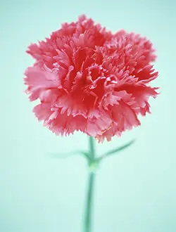 Dianthus: Pink