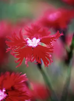 Dianthus: Pink