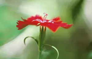 Dianthus: Pink