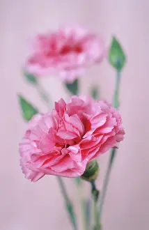 Dianthus: Pink