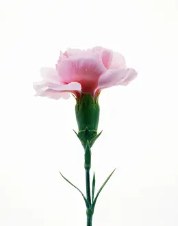 Dianthus: Pink