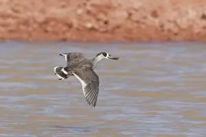 Membranaceus: Pink-eared Duck