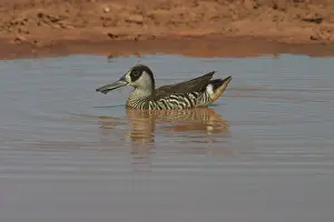 Membranaceus: Pink-eared Duck - At drying pool