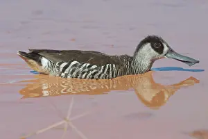 Membranaceus: Pink-eared Duck - At drying pool