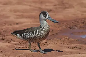 Pink-eared Duck - At drying pool