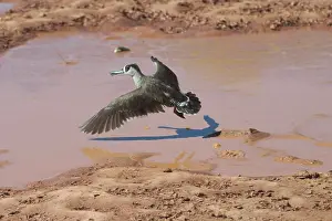 Membranaceus: Pink-eared Duck - At drying pool