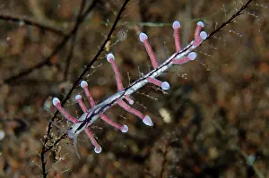 Cerata: Pink Eubranchus Nudibranch