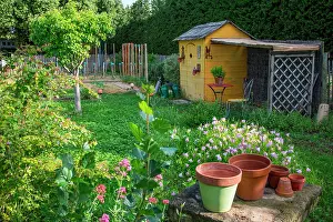 Shack: Pink Evening primrose in front of a garden shack