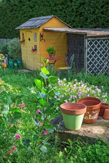 Shack: Pink Evening primrose in front of a garden shack