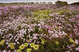 Everlasting: Pink Everlasting, Schoenia cassiniana = Helichrysum