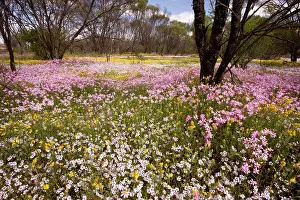 Everlasting: Pink Everlasting, Schoenia cassiniana = Helichrysum