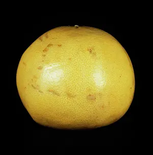 Maxima: Pink-fleshed pomelo