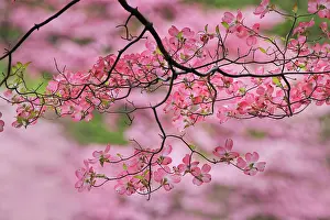 Kentucky: Pink flowering dogwood tree branch, Kentucky
