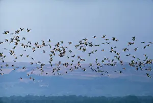 Brachyrhynchus: Pink-Footed GEESE - In flight