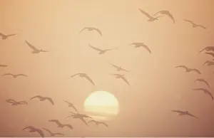 Arty: Pink-footed GEESE - in flight