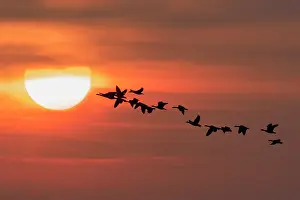 Geoff Du Feu: Pink-footed Geese in flight at sunset