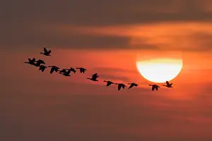 Geoff Du Feu: Pink-footed Geese in flight at sunset