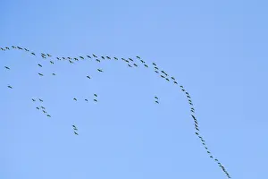 Brachyrhynchus: Pink-footed Geese - in flight in v-formation