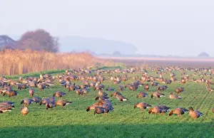 Brachyrhynchus: Pink-footed GEESE - flock grazing