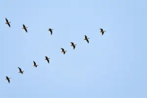 Brachyrhynchus: Pink-footed Geese flying in a V formation