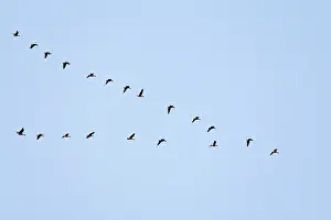 Brachyrhynchus: Pink-footed Geese flying in a V formation