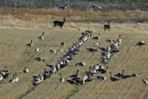 Brachyrhynchus: Pink-footed Geese and Roe Deer (Capreolus capreolus)
