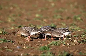 Stance: Pink-footed GEESE - three showing aggressive behaviour