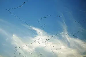 Brachyrhynchus: Pink-footed Geese - skein in autumn morning sky