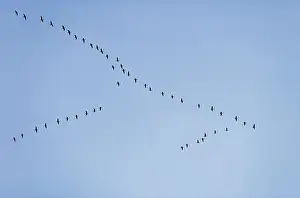 Brachyrhynchus: Pink-footed Geese - skein in flight