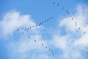 Brachyrhynchus: Pink-footed Geese - skein in flight