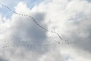 Brachyrhynchus: Pink-footed Geese - skein in flight