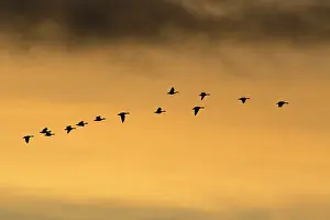 Brachyrhynchus: Pink-footed Geese - skein flying in autumn twilight