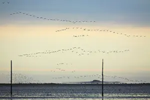 Lindisfarne: Pink-footed Geese - skein flying over mudflats