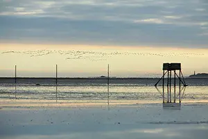 Lindisfarne: Pink-footed Geese - skein flying over mudflats