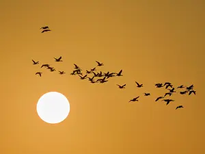 Footed: Pink-footed geese at sunset