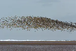 Brachyrhynchus: Pink-footed Geese - taking off from coastal mudflats, autumn