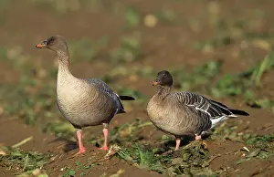 Brachyrhynchus: Pink-footed Goose - two