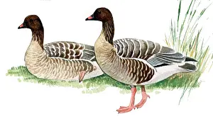 Brachyrhynchus: Pink-footed Goose