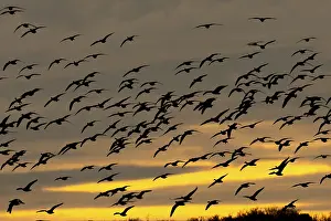 Norfolk: Pink-footed goose (Anser brachyrhynchus) silhouette of adult geese birds flying in a flock or skein at sunset in winter