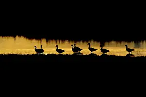031019: Pink-footed Goose (Anser brachyrhynchus) flock