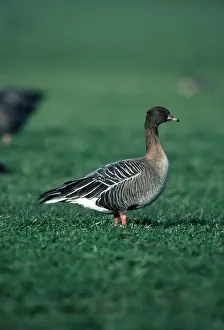 Chris Knights: Pink-footed GOOSE - in field