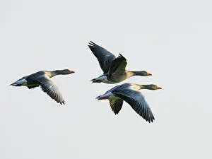 Footed: Pink-footed Goose in flight