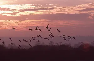 Tranquillity: Pink-footed GOOSE - in flight at sunset
