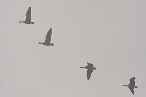 Brachyrhynchus: Pink-footed goose - flock of geese flying in formation