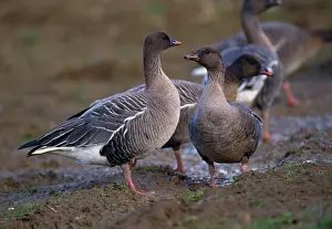 Brachyrhynchus: Pink-Footed Goose - in muddy field