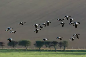 Brachyrhynchus: Pink-footed Goose - skien landing on arable land in autumn