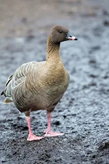 Brachyrhynchus: Pink Footed Goose - winter