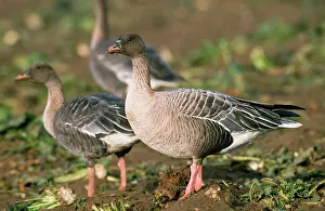 Brachyrhynchus: PINK-FOOTED GOOSE - X3