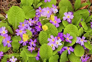 Primroses: Pink form of Common Primrose